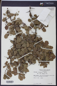 Crataegus michauxii image