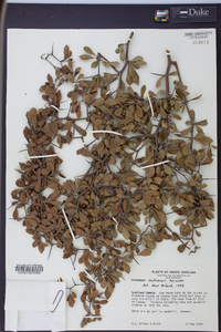 Crataegus michauxii image