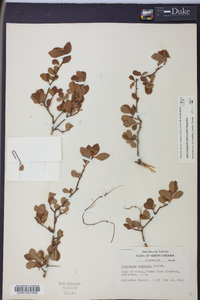 Crataegus uniflora image