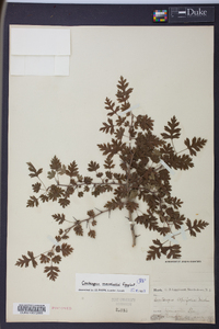 Crataegus marshallii image