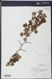 Crataegus marshallii image