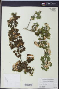 Crataegus marshallii image