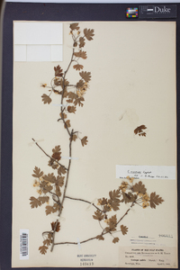 Crataegus marshallii image