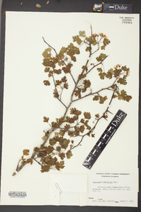 Crataegus marshallii image