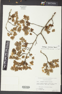 Crataegus marshallii image