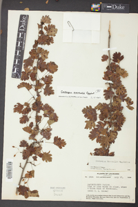 Crataegus marshallii image