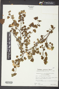 Crataegus marshallii image