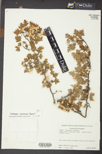 Crataegus marshallii image