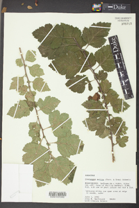 Crataegus mollis image