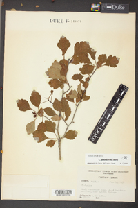 Crataegus pulcherrima image