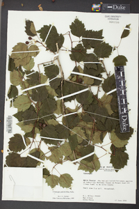 Crataegus pulcherrima image