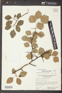 Crataegus rubella image