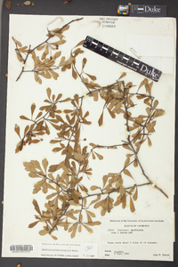 Crataegus spathulata image