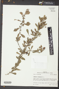 Crataegus spathulata image