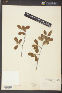 Crataegus uniflora image