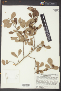 Crataegus uniflora image