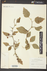 Crataegus viridis image