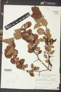 Crataegus viridis image