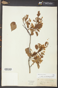 Crataegus viridis var. ovata image