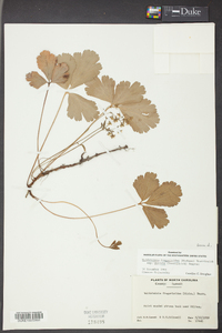 Waldsteinia fragarioides image