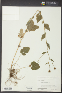 Geum virginianum image