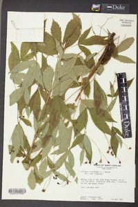 Gillenia trifoliata image