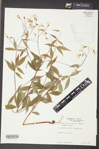 Gillenia trifoliata image