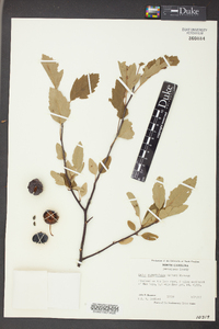 Malus angustifolia image