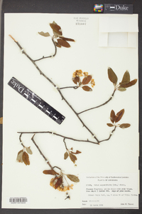 Malus angustifolia image