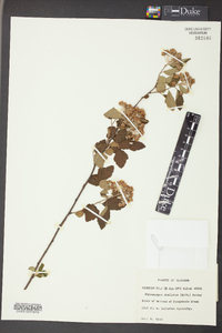 Physocarpus stellatus image