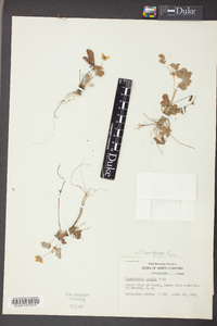 Potentilla canadensis image