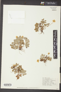 Potentilla canadensis image