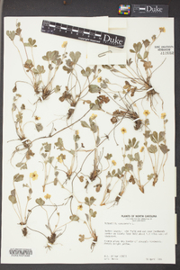 Potentilla canadensis image