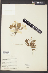 Potentilla canadensis image