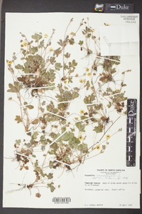 Potentilla canadensis image