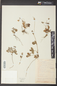 Potentilla canadensis image