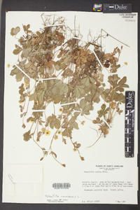 Potentilla canadensis image