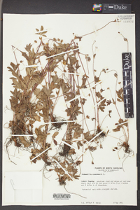 Potentilla canadensis image