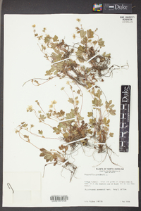 Potentilla canadensis image