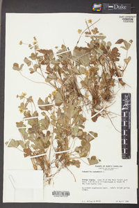 Potentilla canadensis image