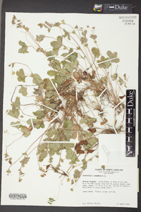 Potentilla canadensis image