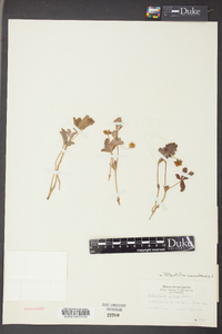 Potentilla canadensis image