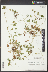 Potentilla indica image