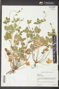 Potentilla indica image