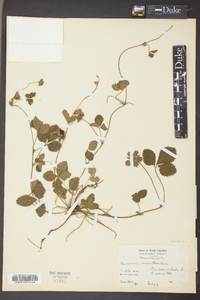 Potentilla indica image