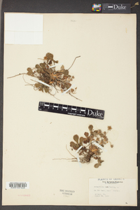 Potentilla canadensis image