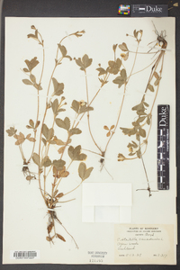 Potentilla canadensis image