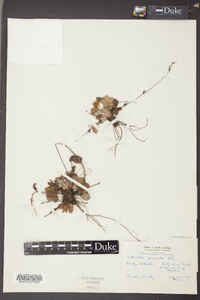 Potentilla canadensis image