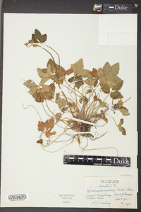 Potentilla indica image