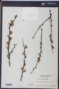 Prunus angustifolia image